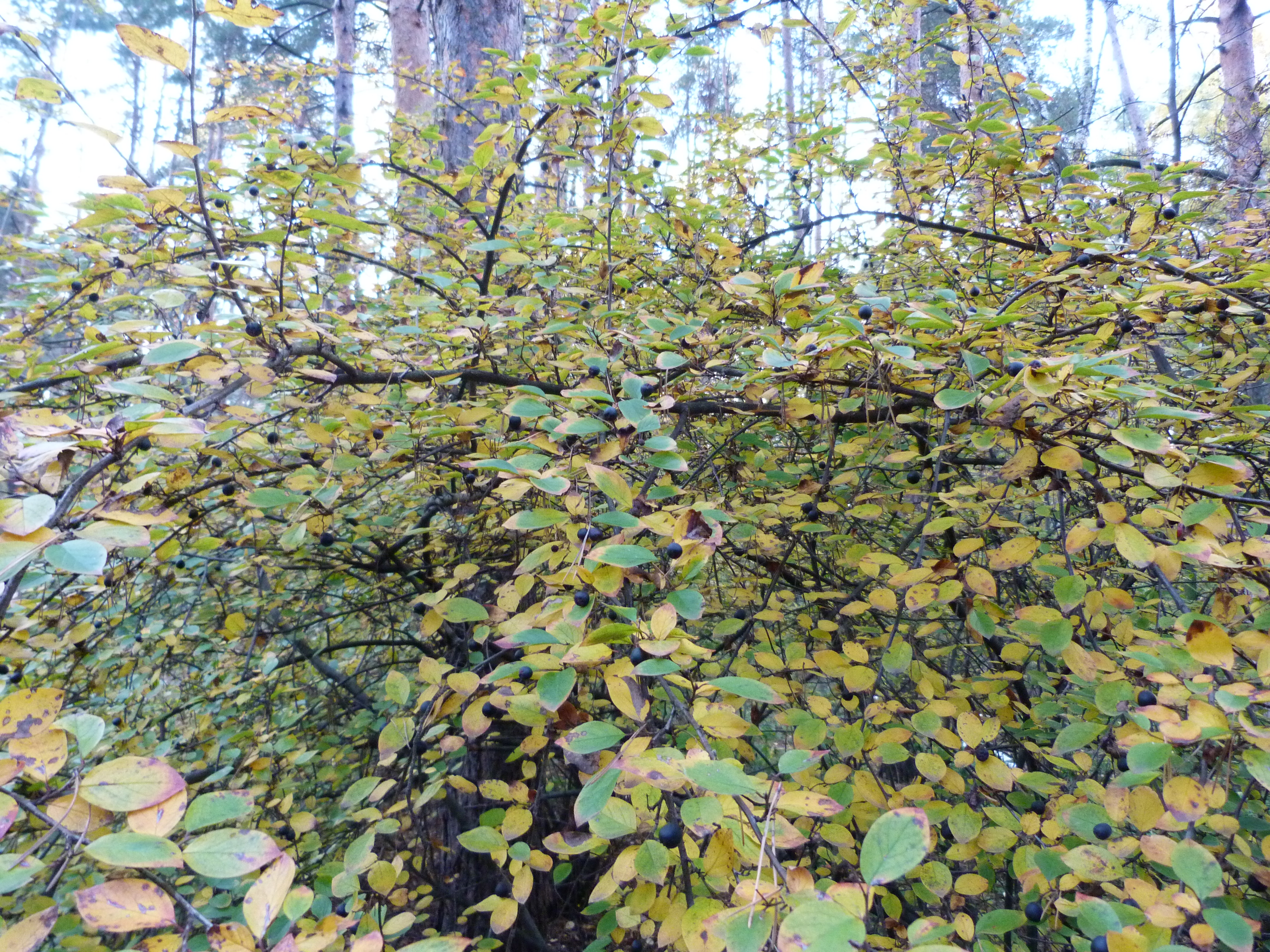 Кустарники средней полосы россии фото и названия с листьями