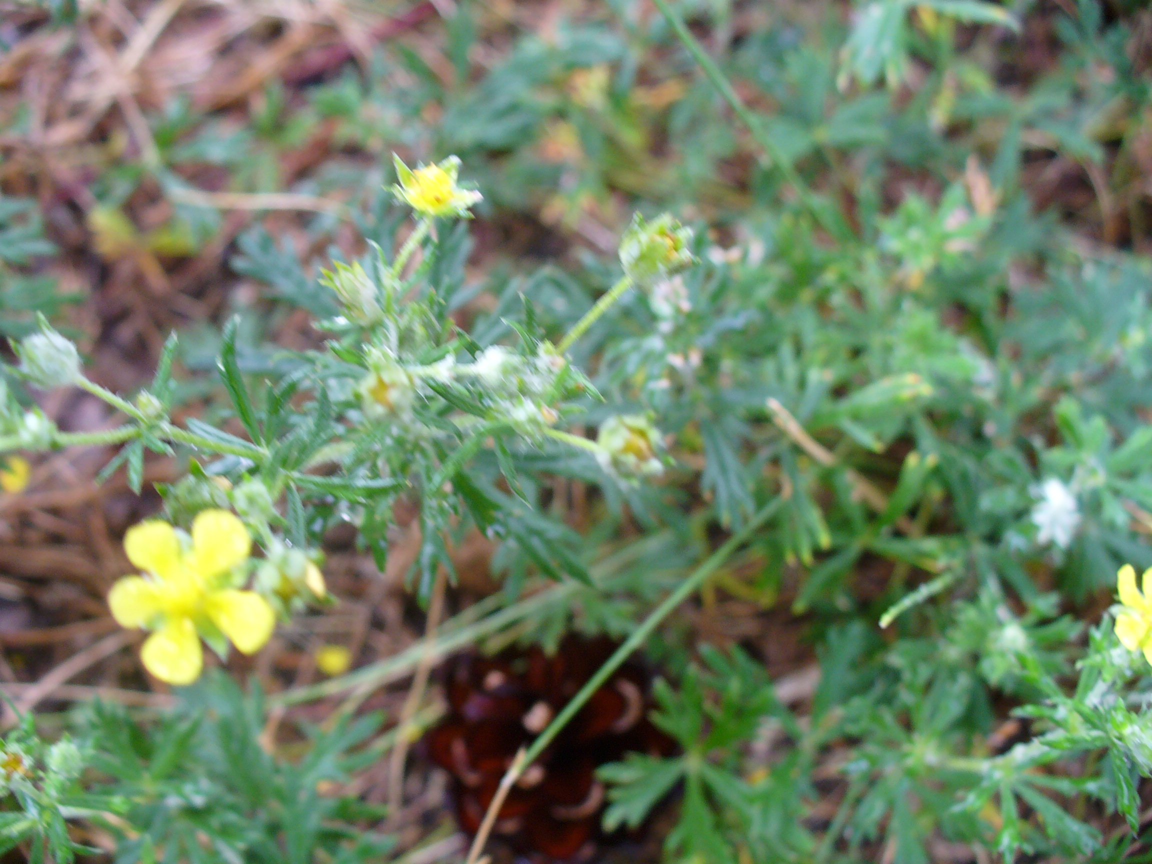 Лапчатка серебристая фото. Лапчатка серебристая - Potentilla argentea. Лапчатка серебристая латынь. Манжетки и лапчатка серебристая.