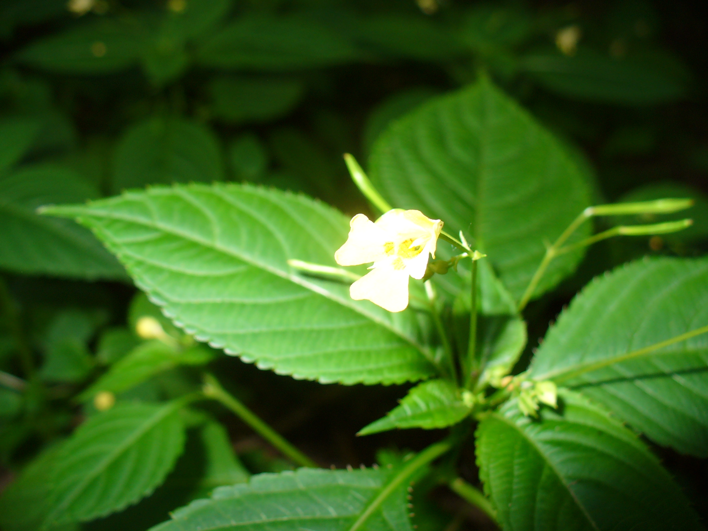 Недотрога мелкоцветная. Недотрога мелкоцветковая (Impatiens parviflora). Недотрога бальзамин мелкоцветковый. Недотрога мелкоцветковая- Impátiens parviflóra. Нелотрога малоцаетная.