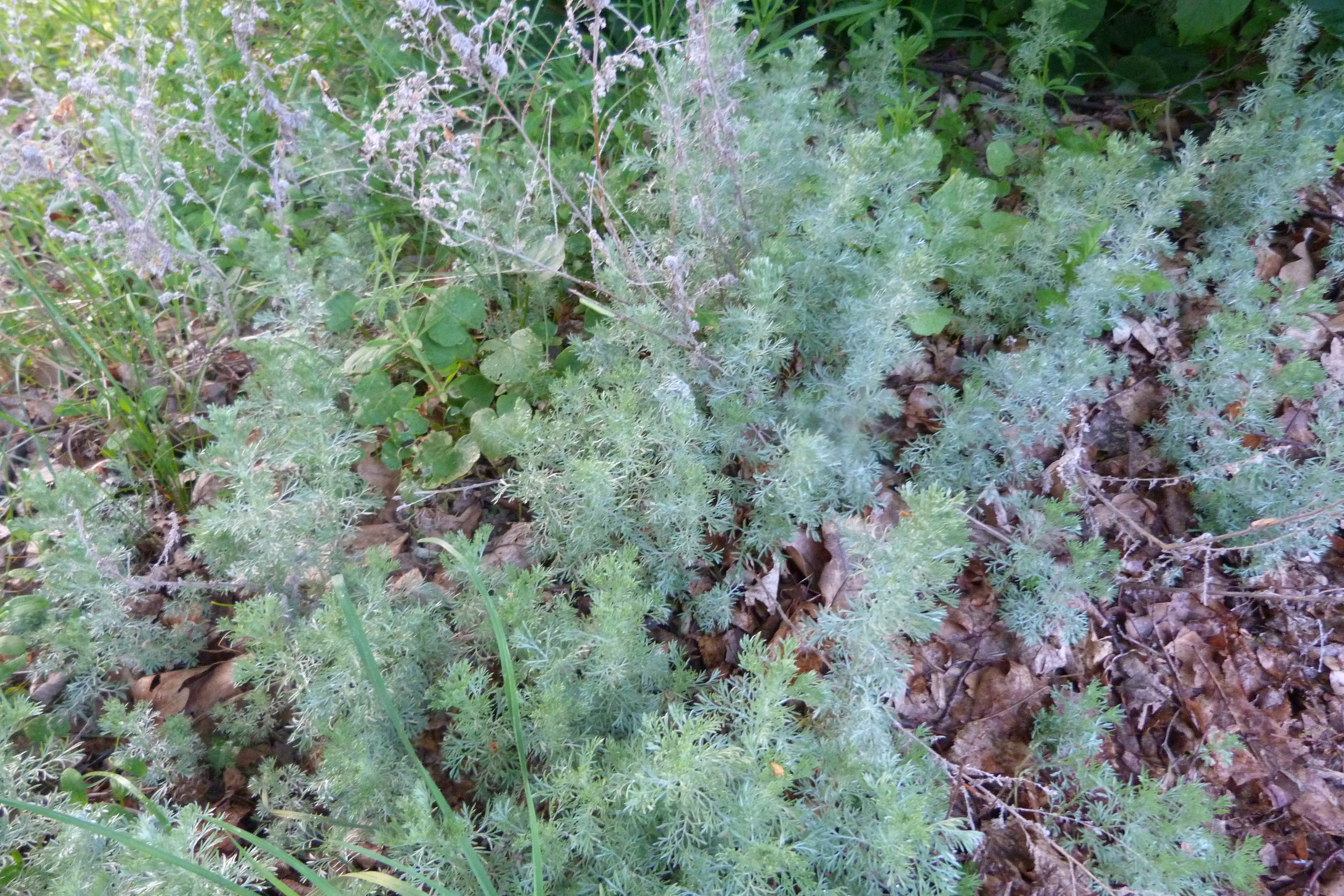 Где цветет полынь 2023. Полынь Artemisia maritima. Полынь Балханов. Сантолистная Полынь. Акантолимон, Полынь (Artemisia.