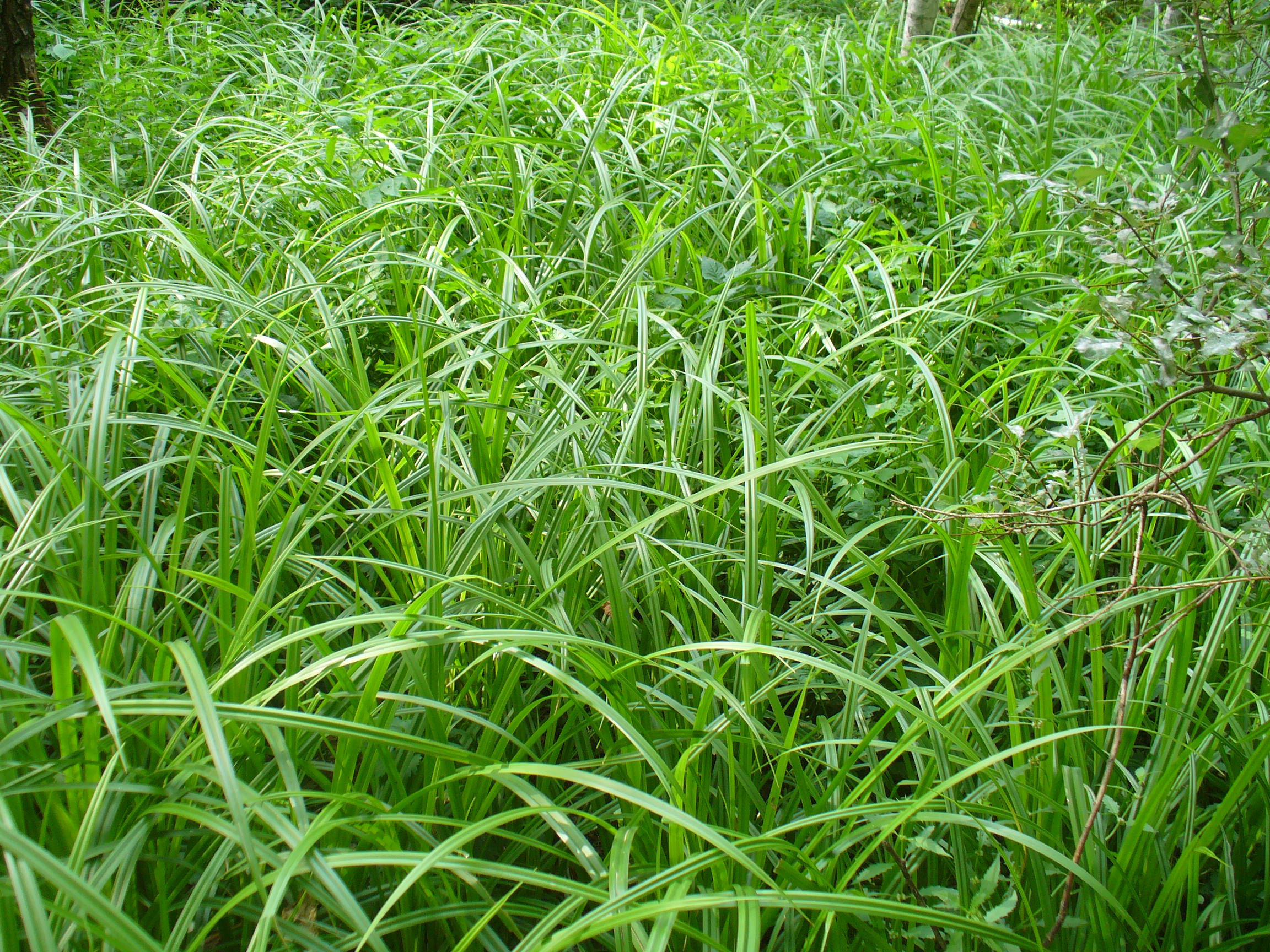 Травы в москве. Трава Москва. Трава 7 см. Трава Эрем по русский. Grass (7 штук).