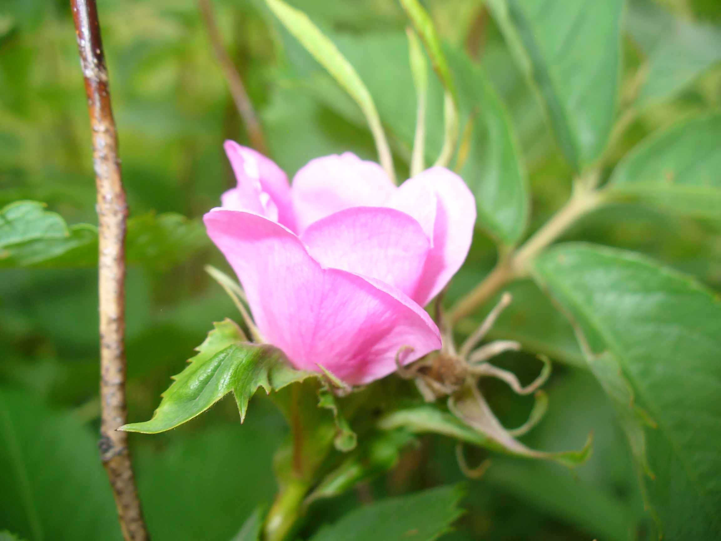 Цветок розоцветных. Rosaceae семейство. Семейство Розоцветные розовые. Розовоцветные растения. Розоцветные плодовые.