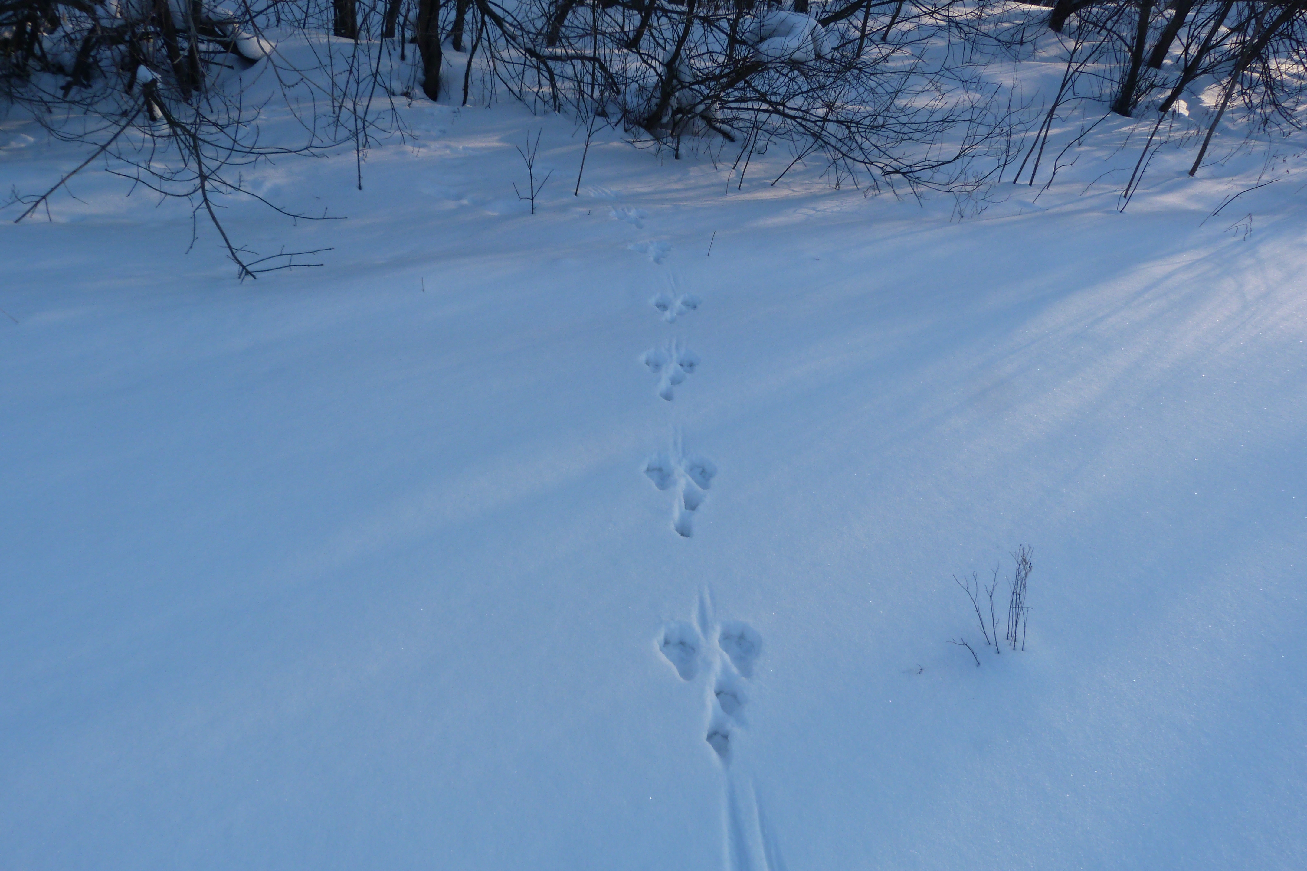 Вид заячьих следов. Следы зайца беляка на снегу. Следы зайца беляка. Следы зайца русака. Заячьи следы на снегу.